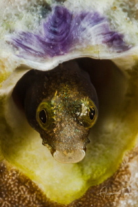 Blenny in shell, Klein Bonaire by Alejandro Topete 